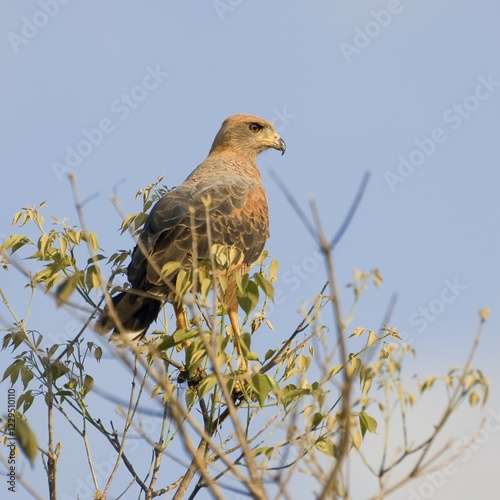 Savanna Hawk (Buteogallus meridionalis), Pantanal, Mato Grosso, Brazil, South America photo