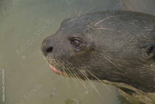 Giant river otter (Pteronura brasiliensis), endangered, Pixaim River, Pantanal, Brazil, South America photo