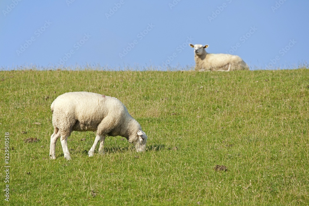 Sheep on dike, Strucklahnungshoern, Nordstrand, North Friesland, Schleswig-Holstein, Germany, Europe Sheep on dike, Strucklahnungshoern, Nordstrand, North Friesland, Schleswig-Holstein, Germany, Europe