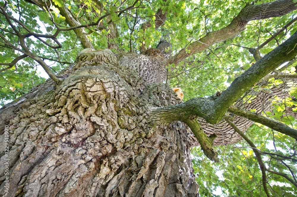 Trunk of an Oak (Quercus) on Emmertshof, with about 750 years one of the oldest oak trees in Germany, near Neuenstein, Hohenlohe, Baden-Wuerttemberg, Germany, Europe Trunk of an Oak (Quercus) on Emmertshof, with about 750 years one of the oldest oak trees in Germany, near Neuenstein, Hohenlohe, Baden-Wuerttemberg, Germany, Europe