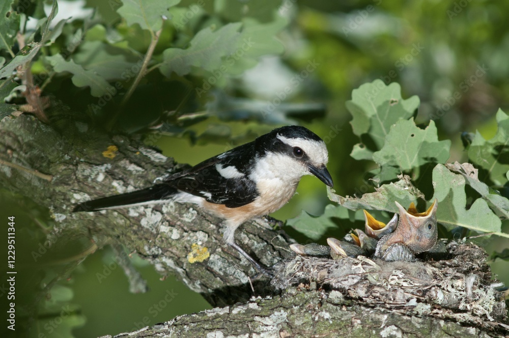 Fototapeta premium Masked Shrike (Lanius nubicus), male at nest with young, Lake Kerkini region, Greece, Europe