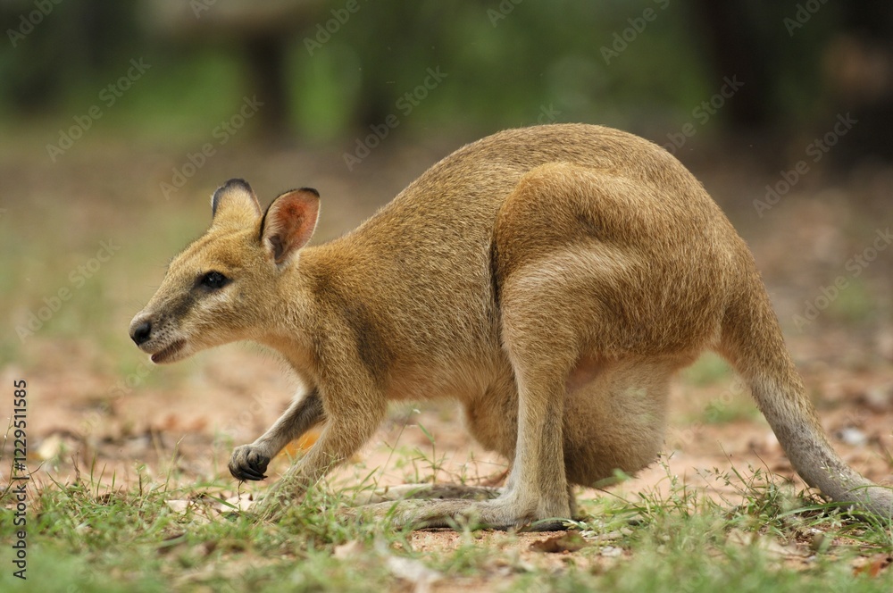Obraz premium Agile Wallaby (Macropus agilis)