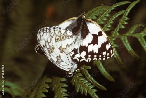 Marbled White (Melanargia galathea), pairing, Germany, Europe photo