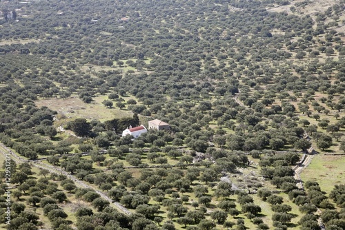 Olive plantaions and church in Kastelli Plateau, Eastern Crete, Greece, Europe photo