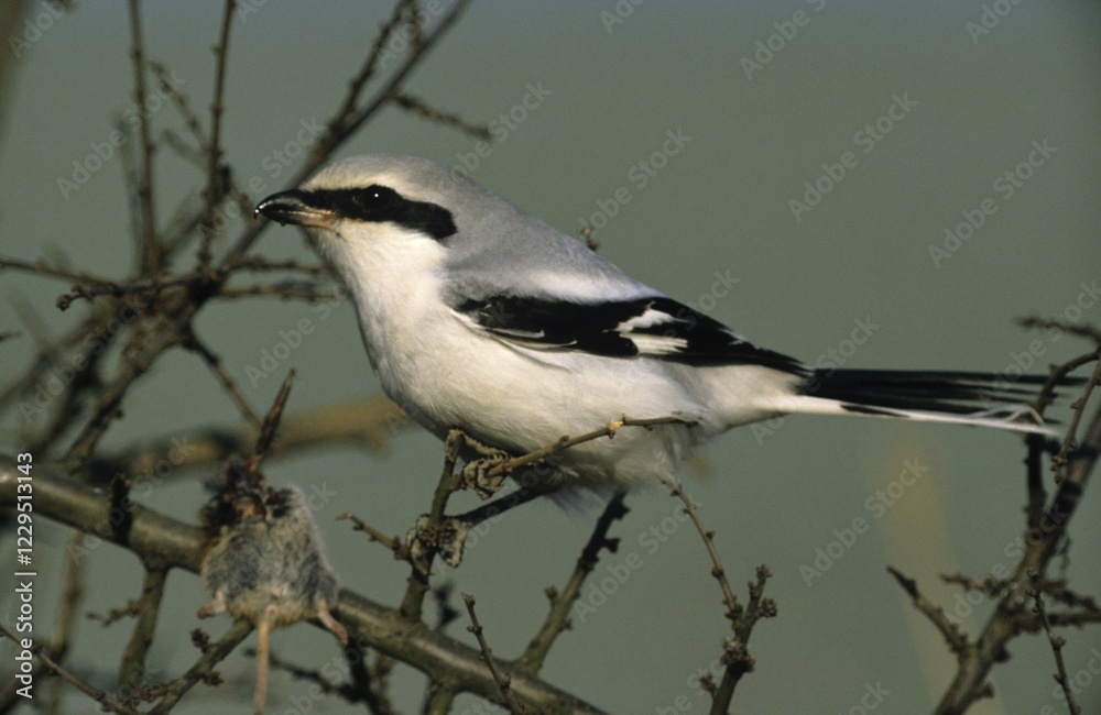 Naklejka premium Great grey shrike (Lanius excubitor) with pierced mouse