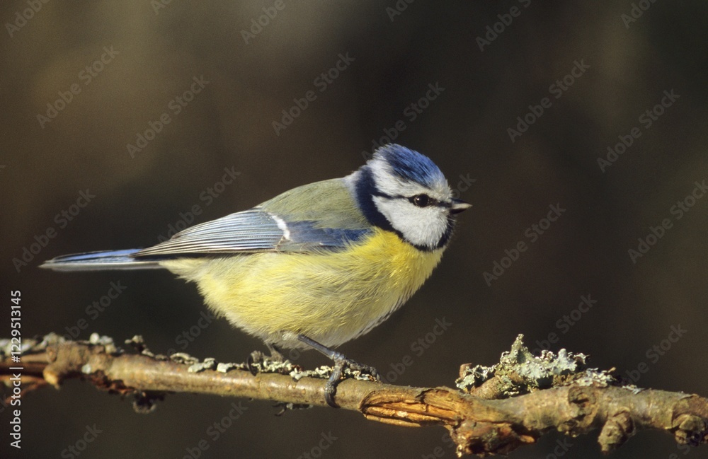 Obraz premium Blue tit (Parus caeruleus) at feeding ground