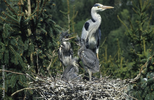 Grey heron (Ardea cinerea), heron