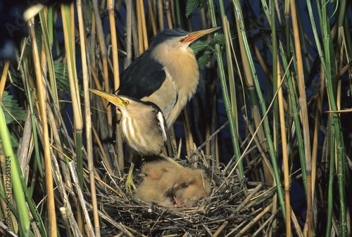 Little bittern (Ixobrychus minutus), heron photo