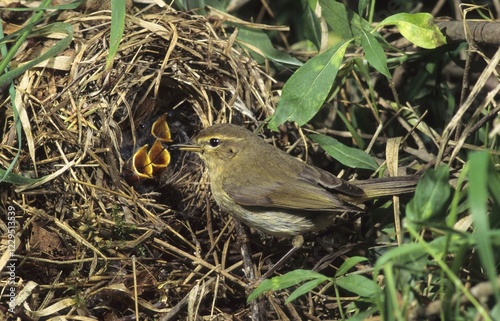 Chiffchaff (Phylloscopus collybita), flycatcher photo