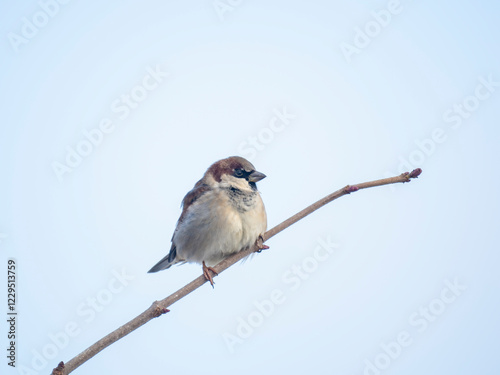 Haussperling (Passer domesticus) photo