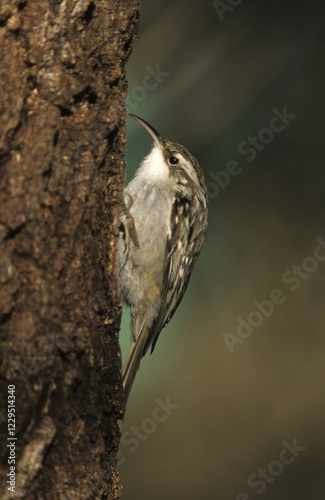 Short-toed Treecreeper, Certhia brachydactyla photo