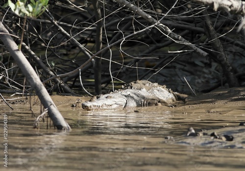 American Crocodile (Crocodylus acutus), Palo Verde National Park, Guanacaste, Costa Rica, Central America photo