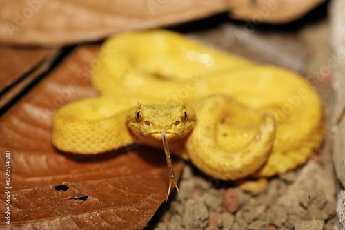 Eyelash palm-pitviper (Bothriechis schlegelii), Costa Rica, Central America photo