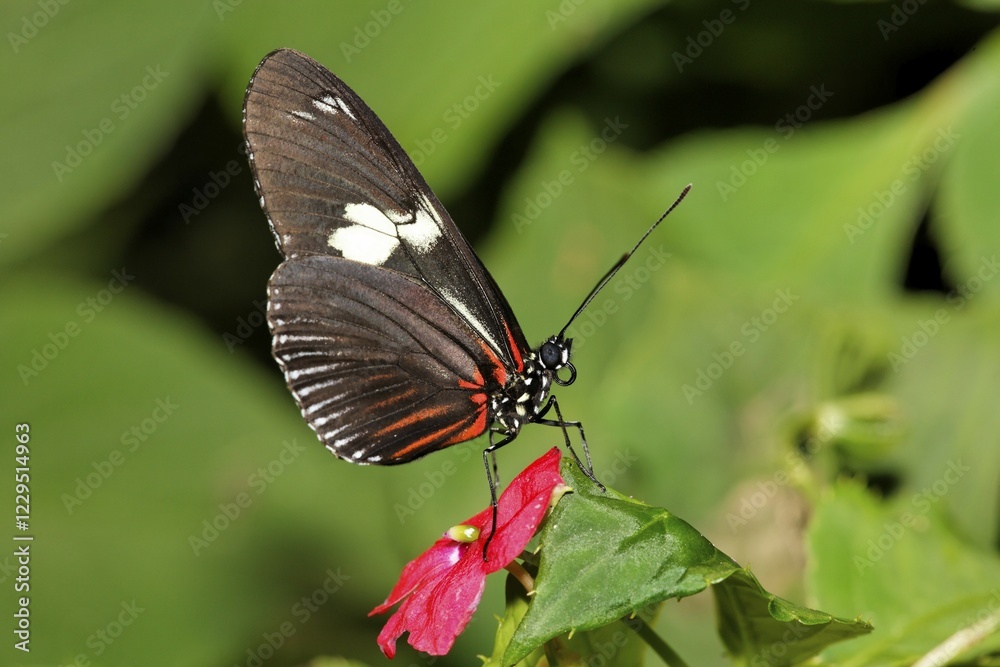 Fototapeta premium Longwing butterfly (Heliconius sp.), Costa Rica, Central America
