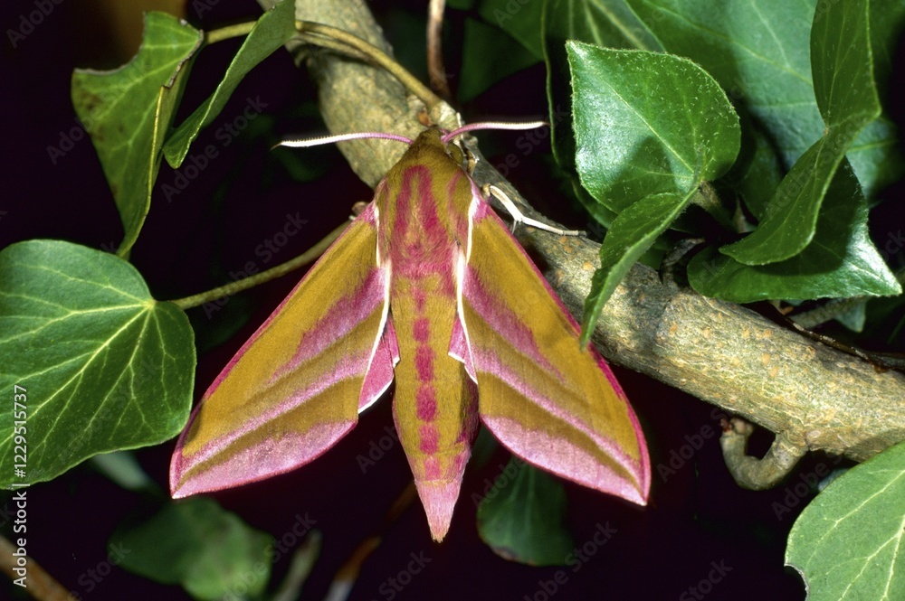 Elephant Hawk-moth, (Deilephila elpenor), fam. hawk-moths Elephant Hawk-moth, (Deilephila elpenor), fam. hawk-moths
