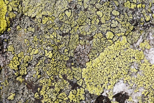 Lichens Rhizocarpon geographicum, Bavaria, Germany, Europe photo