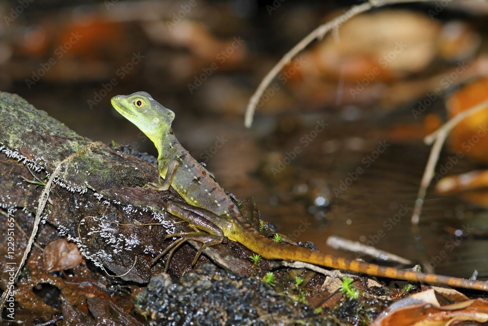 Fototapeta premium Plumed basilisk, (Basiliscus plumifrons), Costa Rica, Central America