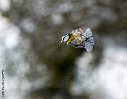 Blaumeise (Cyanistes caeruleu) photo