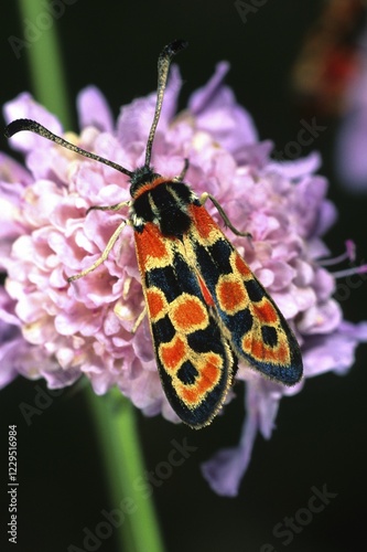 Burnet (Zygaena fausta) photo