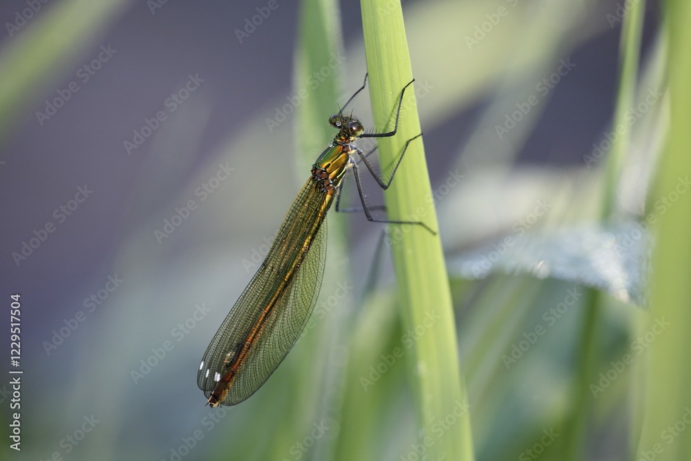 Banded blackwing, banded agrion, banded demoiselle, female, Calopteryx splendens Banded blackwing, banded agrion, banded demoiselle, female, Calopteryx splendens