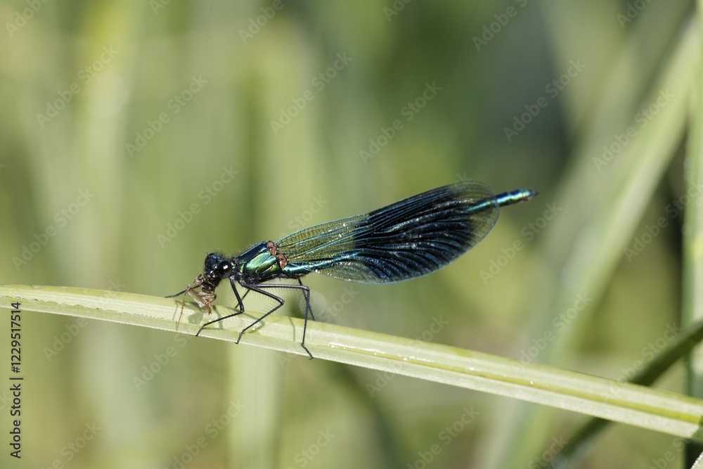 Banded blackwing, banded agrion, banded demoiselle, male, Calopteryx splendens Banded blackwing, banded agrion, banded demoiselle, male, Calopteryx splendens