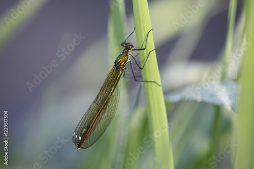 Banded blackwing, banded agrion, banded demoiselle, female, Calopteryx splendens photo