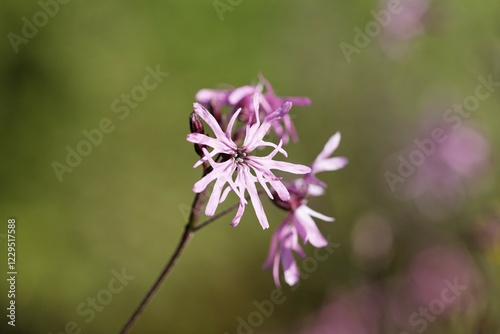 Cuckoo flower, Lychnis flos-cuculi photo