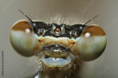 Azure Damselfly, Coenagrion puella, head photo