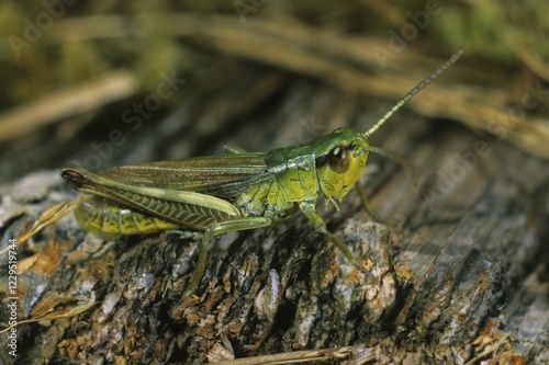 Meadow Grasshopper, Chorthippus parallelus, male photo