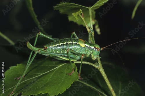 Barbitistes constrictus photo