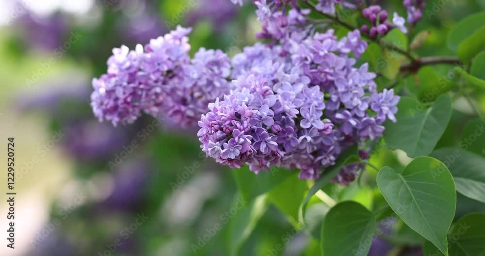 Gentle lilac flowers swaying in the breeze Gentle lilac flowers swaying in the breeze