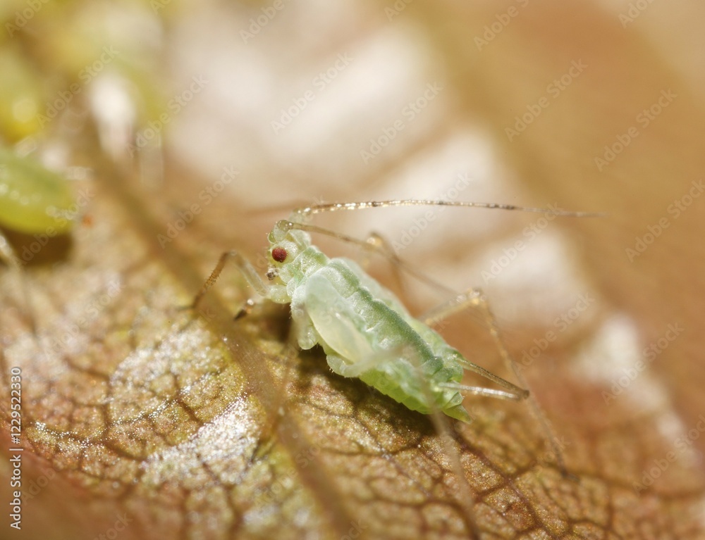 Fototapeta premium Aphid (Aphididae), Germany, Europe