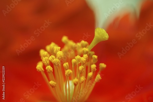 Stamens and stigma of Sunrose (Helianthemum hybr. `Henfield Brillant`) photo