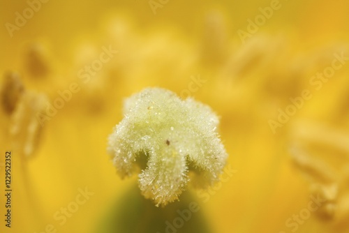 Stigma of Welsh poppy (Meconopsis cambrica) Germany photo