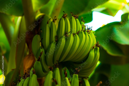 Fresh green bananas on a banana plantation in Cyprus. Tropical nature, organic farming, exotic fruits. Ideal for themes of ecology, agribusiness and tropical tourism. photo