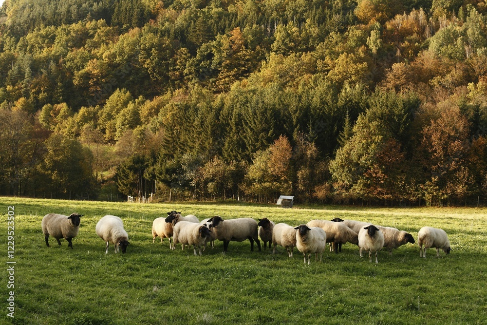 Fototapeta premium Typical sheep, Rhoen, Franconia, Bavaria, Germany, Europe