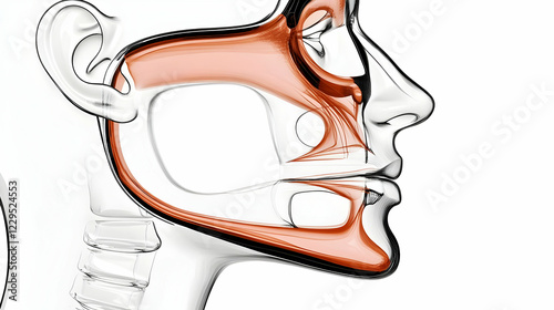 Facial Muscles Shown in Tra...