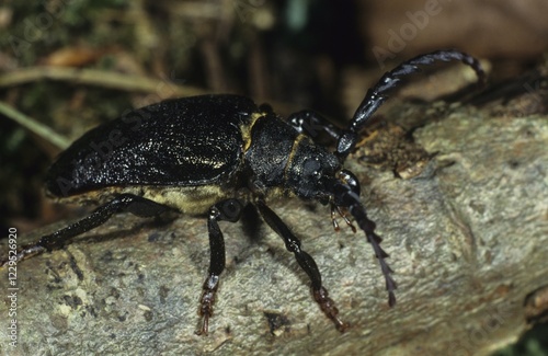 Longhorn or Long-horned Beetle (Prionus coriarius) photo