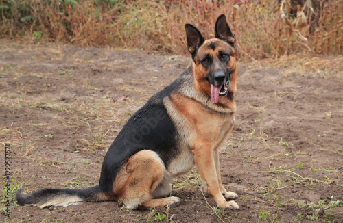 Beautiful black and red male German Shepherd in nature. Training of large breed dogs. photo