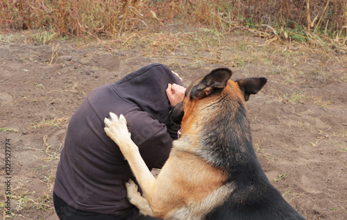 Beautiful black and red male German Shepherd in nature. Training of large breed dogs. A male German shepherd bites a man. photo