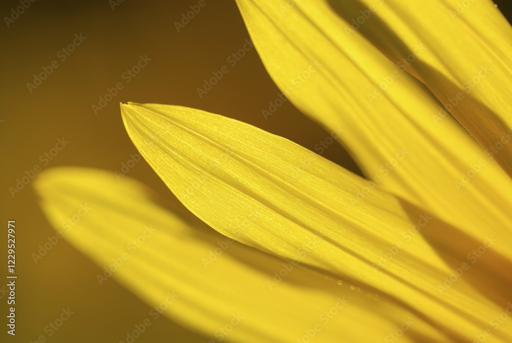 Fototapeta premium Sunflower (Helianthus annuus) detail, Bad Woerishofen, Lower Allgaeu, Bavaria, Germany, Europe