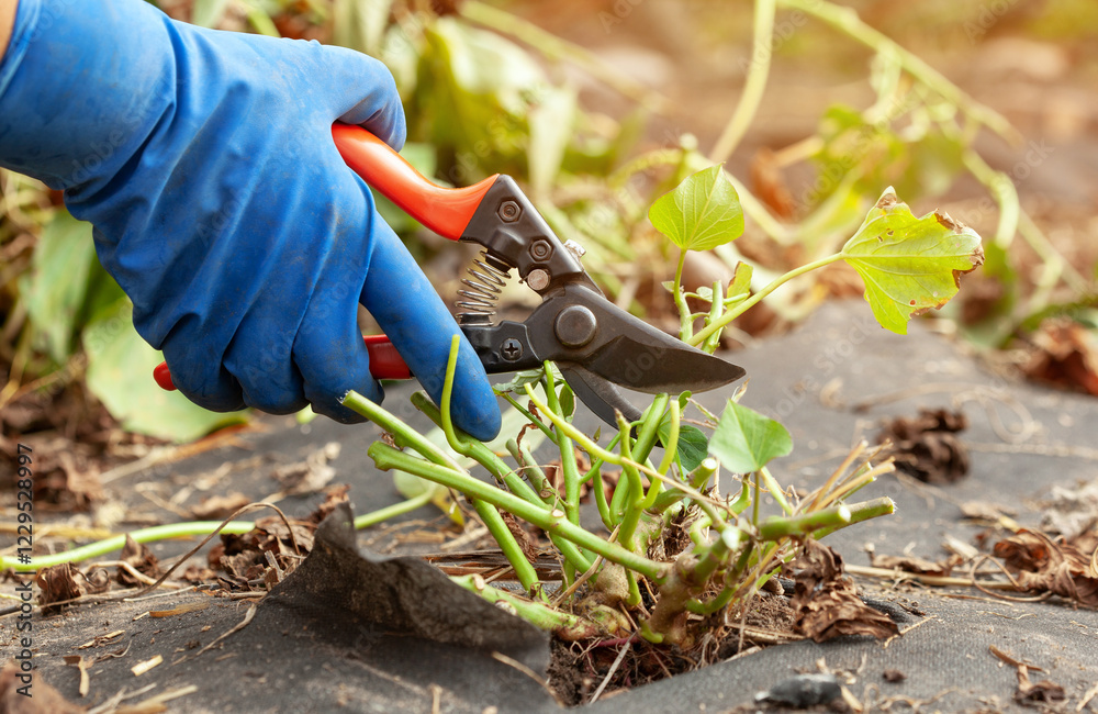 Obraz premium Farmer harvesting sweet potato in the field. Growing sweet potato on a farm.