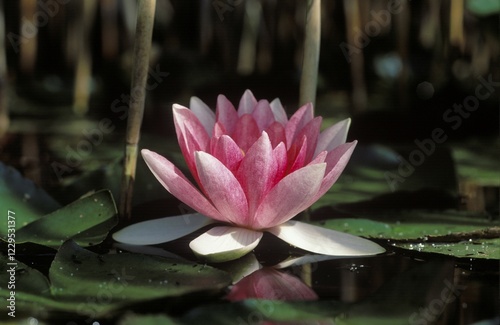 Fotografía Water-lily Waterlily Nymphaea