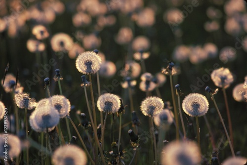 Seedhead clock dandelion - Taraxacum officinale Germany