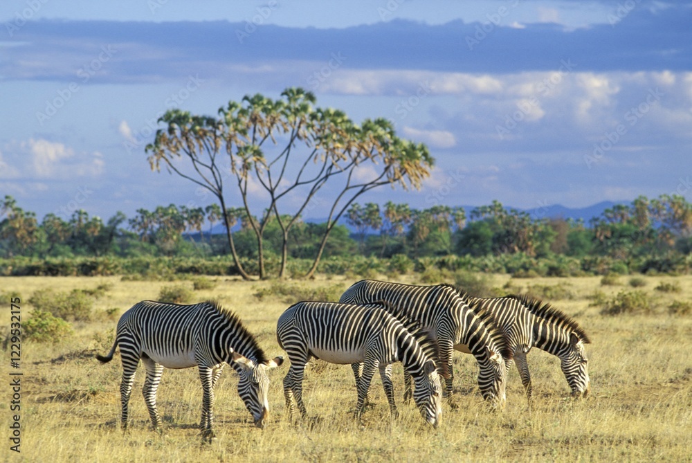 Grevy's Zebras ( Equus grevyi ) in front of a Doum Palm Samburu National Reserve - Kenya