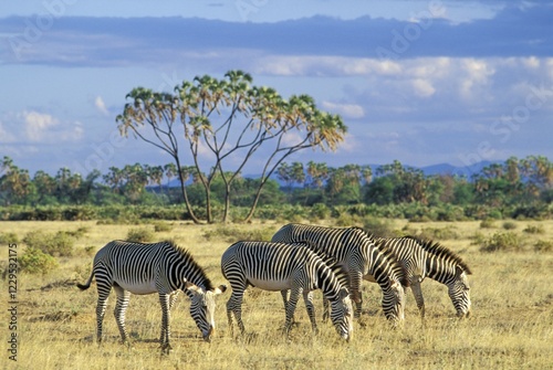Obraz na płótnie Grevy's Zebras ( Equus grevyi ) in front of a Doum Palm Samburu National Reserve - Kenya w salonie