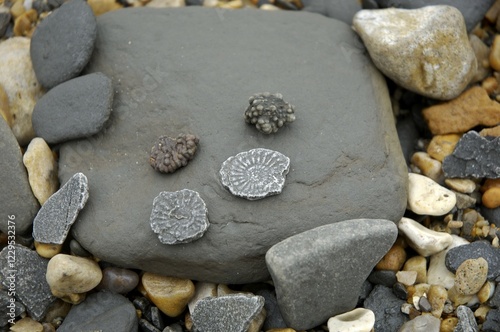 Stones and Fossiles Jurassic Coast Charmouth near Lyme Regis Dorset East Devon Coast England photo