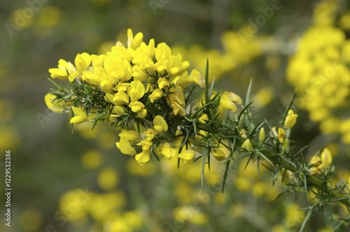 Whin Ulex europaeus Dartmoor National Park Devon England photo