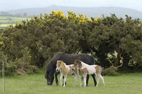 Shetland Pony south west England photo