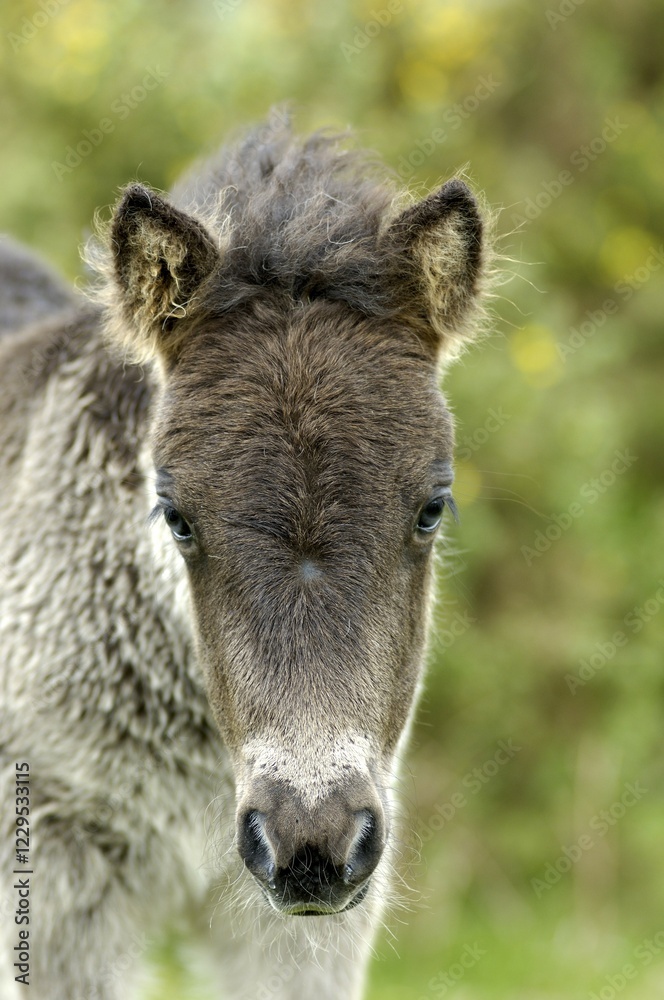Shetland Pony south west England Shetland Pony south west England